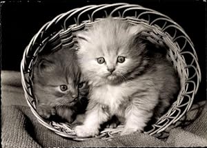 Ansichtskarte / Postkarte Zwei junge Katzen in einem Korb