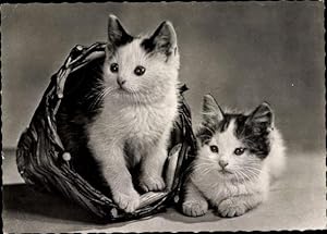 Ansichtskarte / Postkarte Zwei junge Kätzchen in einem Korb, liegend