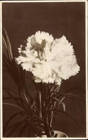 Ansichtskarte / Postkarte Nelke, White Carnation, Blume