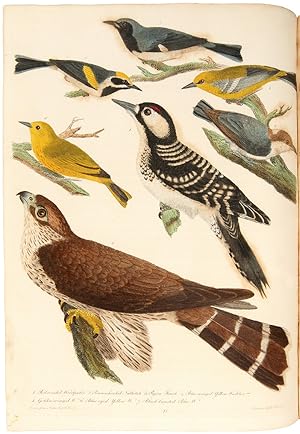 AMERICAN ORNITHOLOGY, OR, THE NATURAL HISTORY OF THE BIRDS OF THE UNITED STATES: ILLUSTRATED WITH...