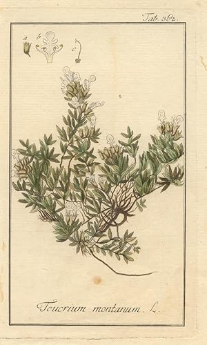 Teucrium montanum. Berg-Gamander. Altkolorierter Kupferstich von J.S. Leitner (ungenannt).