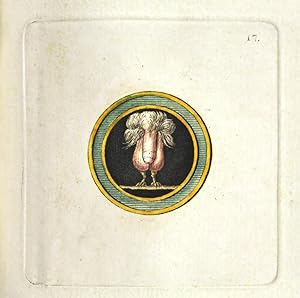 Bild des Verkufers fr Veneres uti observantur in gemmis antiquis. zum Verkauf von Shapero Rare Books