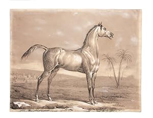 An Arabian Stallion