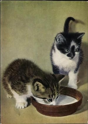 Ansichtskarte / Postkarte Hauskatzen, Katzenportrait, Kätzchen, Milch