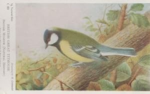 British Titmouse Natural History Museum Bird Antique Postcard