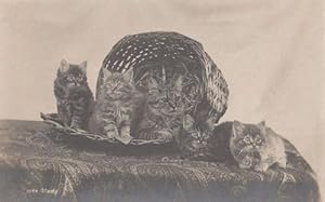 Cat Cats Kittens Group Playing In Wicker Basket The Study Antique Postcard