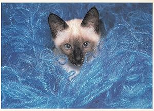 Kitten Cat Please Stroke Me on Bed of Blue String French Postcard