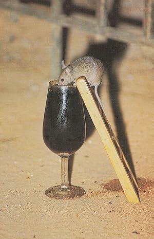 Mouse Drinking Wine Spanish Unique Mice Advertising Postcard