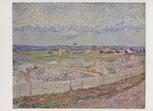 Van Gogh The Orchard Courtauld Collection Pallas Art Gallery Painting Postcard