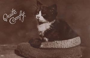 Quite Comfy Cat In Slipper Shoe Antique Real Photo Postcard