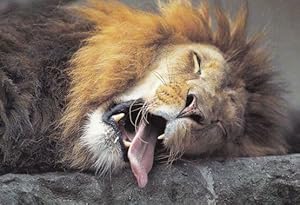 Lion Sleeping With Giant Horrific Tongue From Mouth Postcard