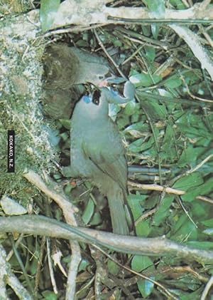 Kokako New Zealand Blue Watlled Crow Rare Bird Postcard