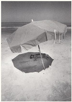 Dog Sleeping Under Parasol Umbrella in Uruguay Photo Postcard