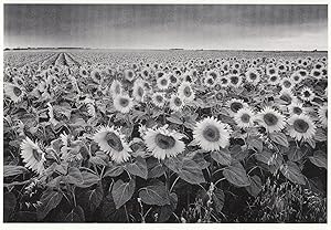 Philippe Pache Foule De Tournesois Giant French Sunflower Field Postcard