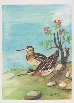 Gallinago Beccaccino Italian Cartoon Painting Rare Bird Postcard