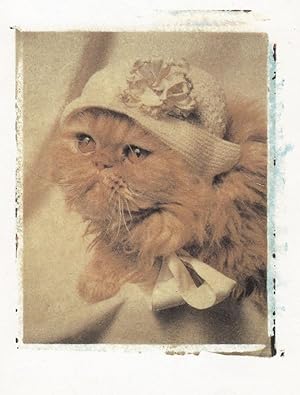 Image du vendeur pour New Born Kitten In Wooly Hat Cat Fancy Dress Pocket Postcard mis en vente par Postcard Finder