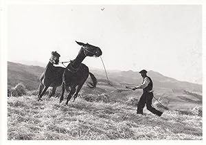 Swiss Man Taming Wild Horses Lassoo Like Cowboy Gotthard Schuh Photo Postcard