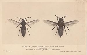 Hornet Male & Female Wasps British Natural History Museum Antique Postcard