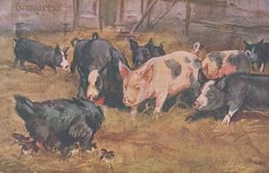 Intruders Bird In Pig Farm Antique Pigs Postcard