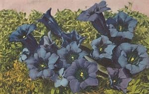 Gentiana Acaulis Vintage Flower Postcard