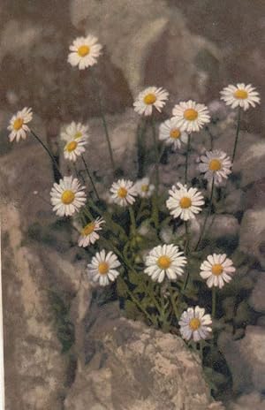 Swiss Alpine Daisy Daisies Vintage Flower Postcard