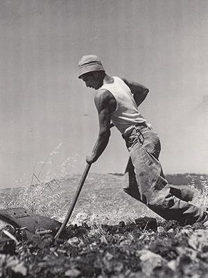 Isreal Cleaning The Land Female 1950s Labourer Digging Photo Postcard