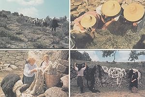 Portugal Women Shearing Pouring Hot Water On The Wool Postcard