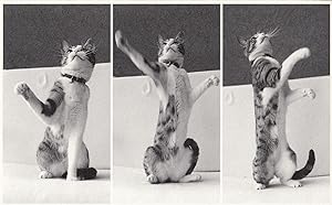 Cat Performing Playing In Bath Waving Paws In Air Rare Postcard