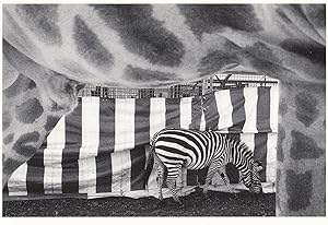 z130 Swiss Circus Zebra Opening Animal Cage Stunning Photo Postcard