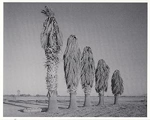 Trees Of Haircuts Giant Tribal Hair Fashions Unique Photo Postcard