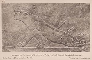 Lioness Wounded Lion Hunt Battle King Of Assyria Mythological Old Postcard