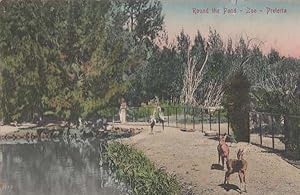 Pretoria Zoo Round The Bond Ostrich Deer South African Antique Postcard