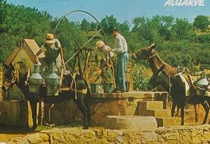 Algarve Portugal Donkey Weighing Machine Loading Water Bucket Buckets Postcard