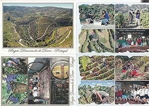 Regiao Demarcada Do Douro Wine Fields Vineyards Portugal 4x Postcard s
