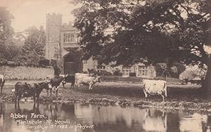 Cows Paddling Abbey Farm Yeovil Somerset Antique St Ives Is Perfect Postcard