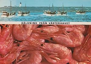 Norwegian Halsning Fran Vasterhavet Ship Boat Norway Fishing Trawler Postcard