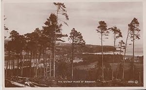 Brodick Stately Pines Vintage Scottish Real Photo Postcard