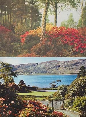 Primulas and Azaleas at Inverewe Garden 2x Postcard