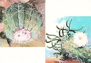 Brazil Brazillian Cactus Poisonous Plant 2x Rare Photo Postcards