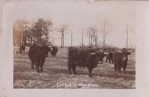 Cattle In Arniston Midlothian Scotland Antique Real Photo Postcard
