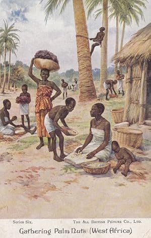 Life In Africa An African Village Palm Nut Nuts Trees Antique Oilette Postcard