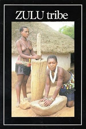 Zulu Tribe Hut Maidens Farm Farming Grazing Maize Africa African Tribal Postcard