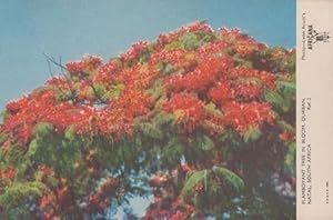 Flamboyant Tree In Bloom Natal Durban South Africa Vintage Postcard