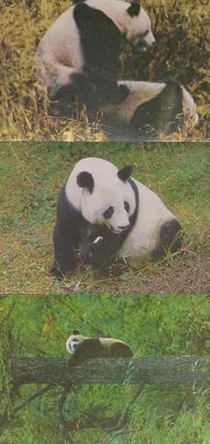 Panda Endangered Extinct Species 3x Chinese Animal Postcard s