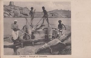 Cairo Crocodile Hunting Crocodiles Egyptian Antique Postcard