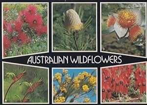 Wildflowers Australian Flower Rare Kangaroo Paw Wattle Orange Banskia Postcard