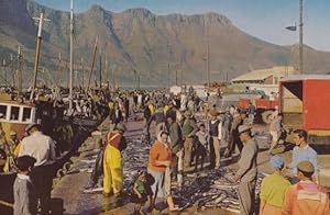 South African Snoek Hout Bay Cape Postcard