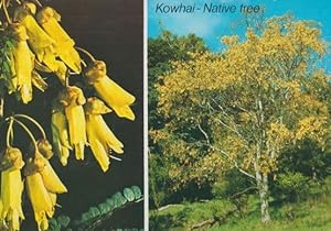 Seller image for Kowhai Native Tree National Flower New Zealand Postcard for sale by Postcard Finder