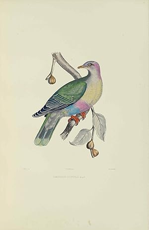 Iconographie des pigeons non figurés par Mme Knip (Mme Pauline de Courcelles) dans les deux volum...