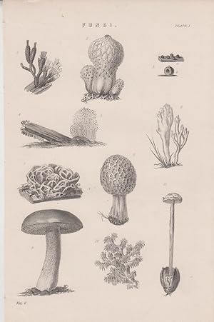 Orig. Holzstich: Fungi. Pilze. Plate 1. Vol. 6.